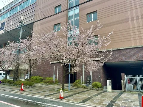 桜満開/探偵さんドットコム京都
